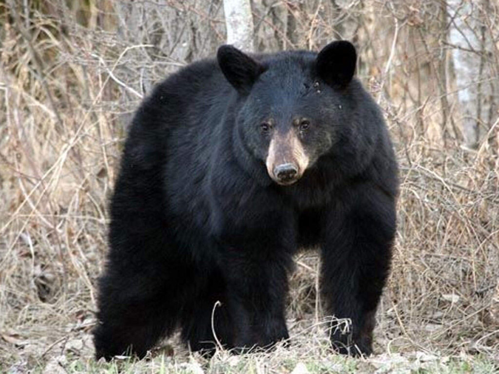 छत्तीसगढ़ : भालू के हमले से पिता पुत्र की मौत…दो की हालत गंभीर…